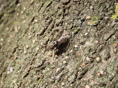 Eustalomyia hilaris