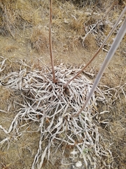 Asphodelus ramosus ramosus