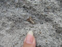 Lateroligia ophiogramma