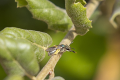 Lasioglossum pavonotus