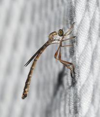 Leptogaster flavipes