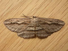 Euphronarcha luxaria