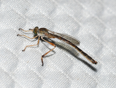 Leptogaster flavipes