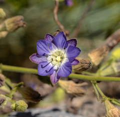 Malesherbia linearifolia