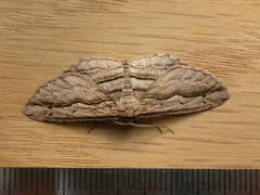 Euphronarcha luxaria