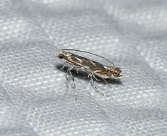 Parectopa pennsylvaniella