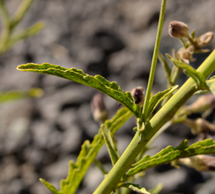 Malesherbia linearifolia