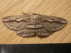 Euphronarcha luxaria