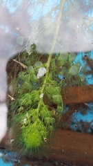 Utricularia macrorhiza image