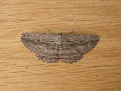 Scioglyptis loxographa