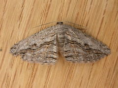 Scioglyptis loxographa