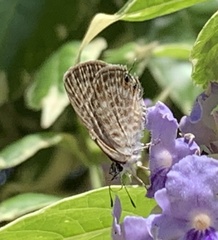 Leptotes pirithous