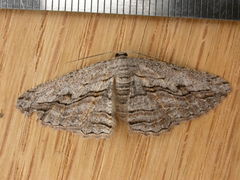 Scioglyptis loxographa