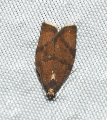 Argyrotaenia juglandana