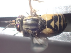Chrysops callidus