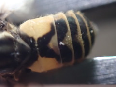 Chrysops callidus