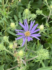 Eurybia spectabilis