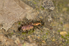 Asaphidion