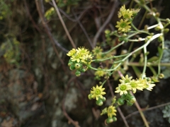 Aeonium glutinosum image