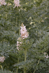 Corydalis caseana
