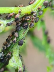 Metopeurum fuscoviride