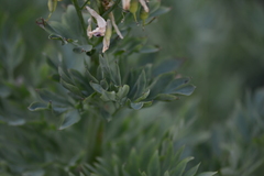 Corydalis caseana