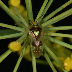 Orthops scutellatus