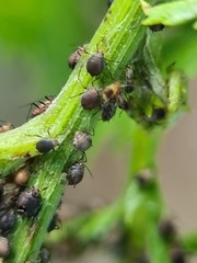 Metopeurum fuscoviride