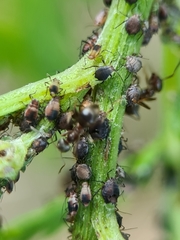 Metopeurum fuscoviride