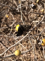 Hesperopsis alpheus