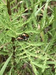 Popillia japonica