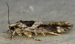 Pseudochelaria walsinghami
