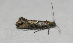 Acrolepiopsis