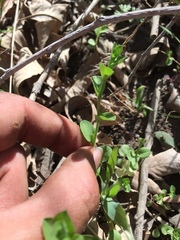 Triodanis biflora