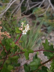Physocarpus monogynus