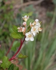 Physocarpus monogynus