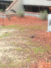 Sciurus carolinensis