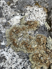 Rhizoplaca phaedrophthalma