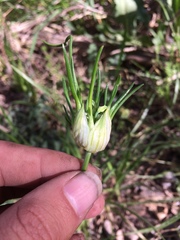 Allium canadense canadense