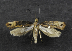 Acrolepiopsis