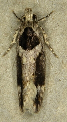 Pseudochelaria walsinghami
