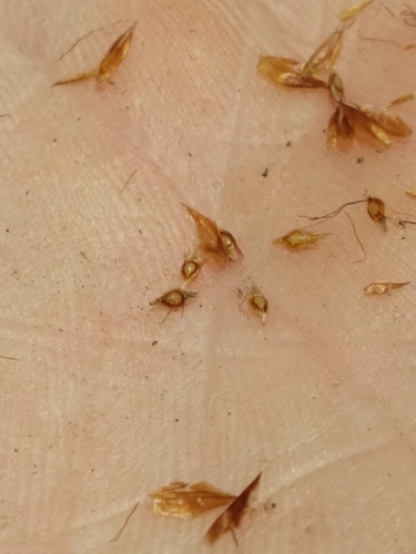 Image of Rhynchospora crinipes by (c) Scott Ward, some rights reserved (CC BY)