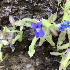 Pinguicula longifolia