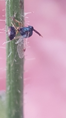 Eucharitinae