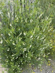 Melilotus albus image