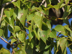 Brachychiton populneus populneus