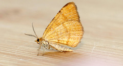 Macaria brunneata