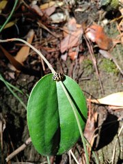 Harmonia axyridis