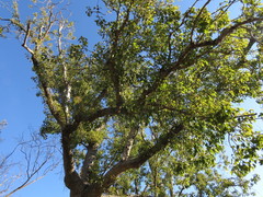 Brachychiton populneus populneus