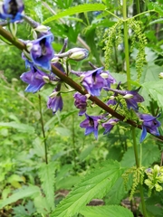Delphinium retropilosum